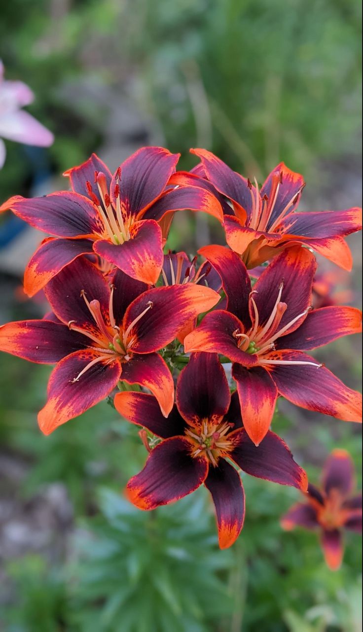 red and orange flowers blooming in a garden