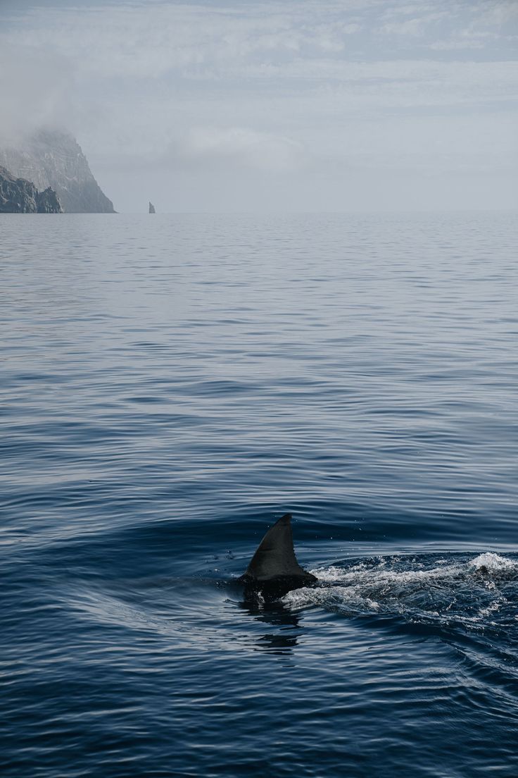 a shark swimming in the ocean on a foggy day with mountains in the background