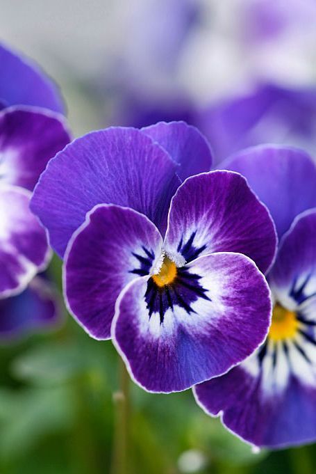 purple and white flowers with green leaves in the background