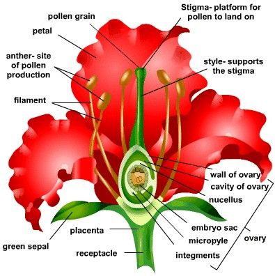 the parts of a flower labeled in english