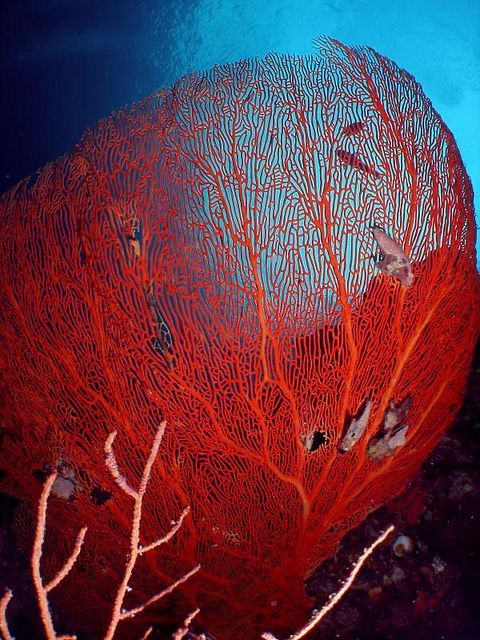 a red sea fan sitting on top of the ocean floor