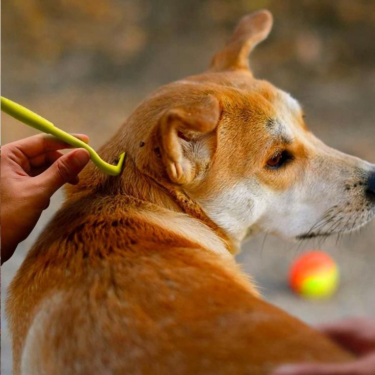 a dog getting his ears brushed by a person with a yellow toothbrush in it's mouth