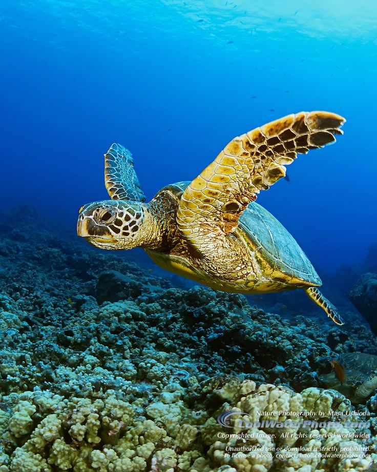 a green turtle swimming over a coral reef