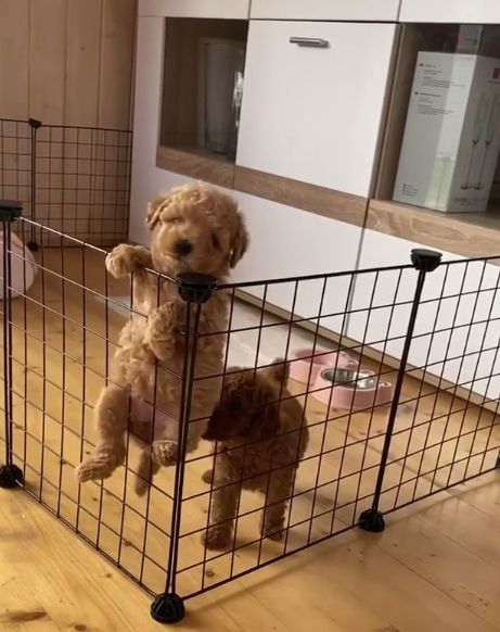 a brown dog standing on its hind legs in a fenced area with two dogs behind it