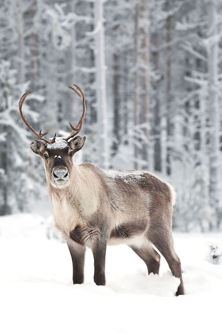 a deer with antlers standing in the snow