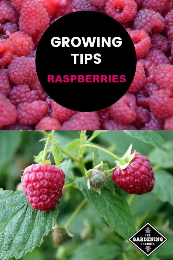 raspberries growing in the garden with text overlay reading growing tips raspberries