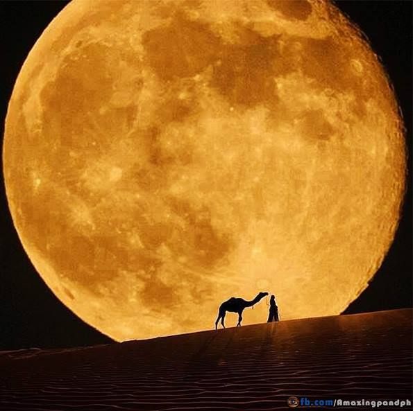 two camels are standing in the desert under a full moon with their backs to each other