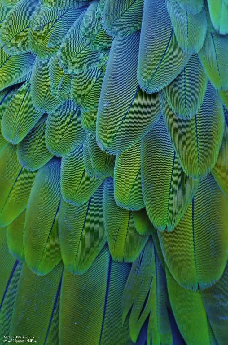 the back side of a green and blue bird's feathers