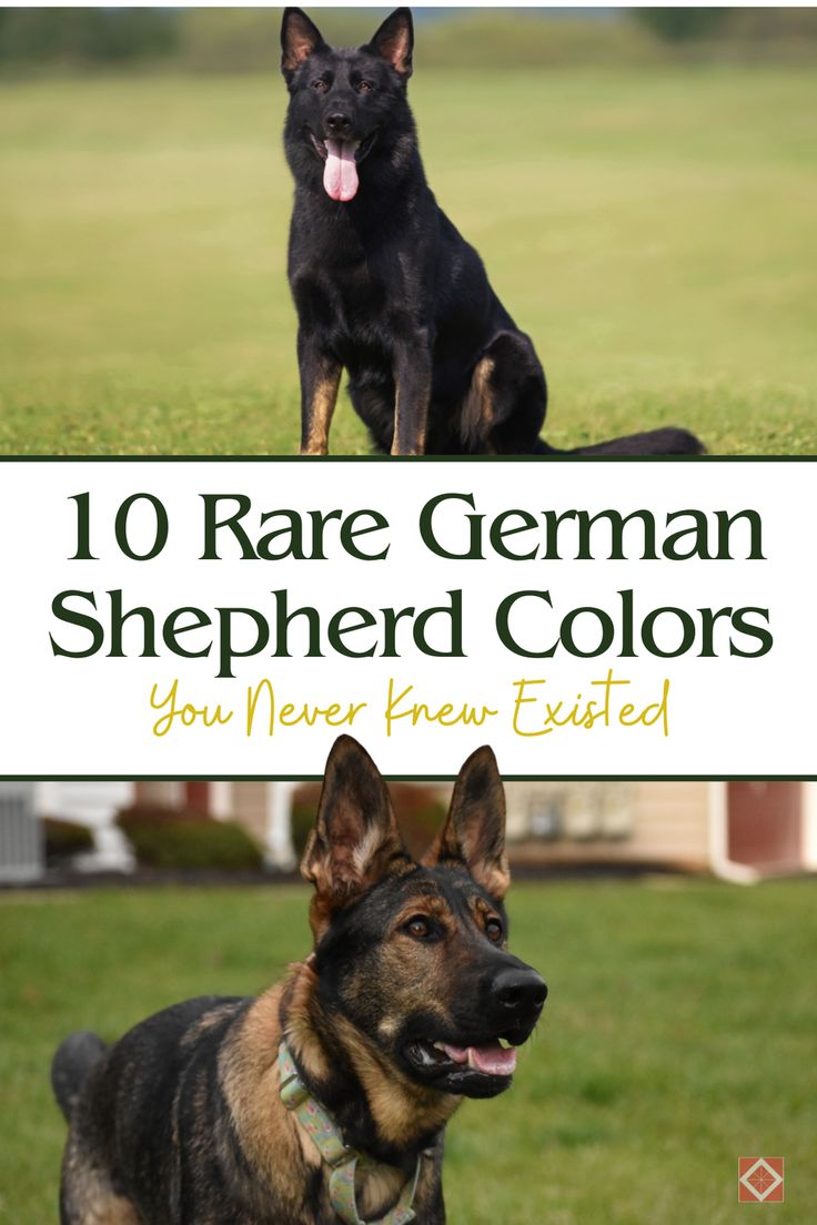 two german shepherd dogs with the title 10 rare german shepherd colors you never knew excited