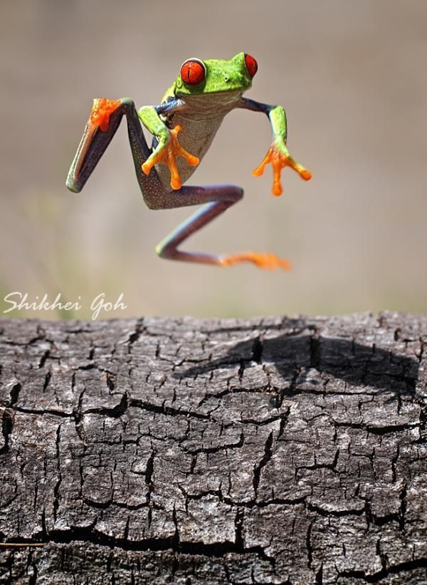 a frog jumping up into the air on top of a tree