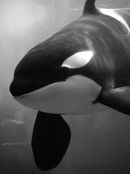 an orca whale swimming in the ocean