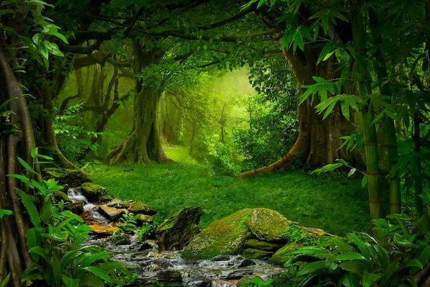 a stream running through a lush green forest filled with lots of trees and plants on either side of it