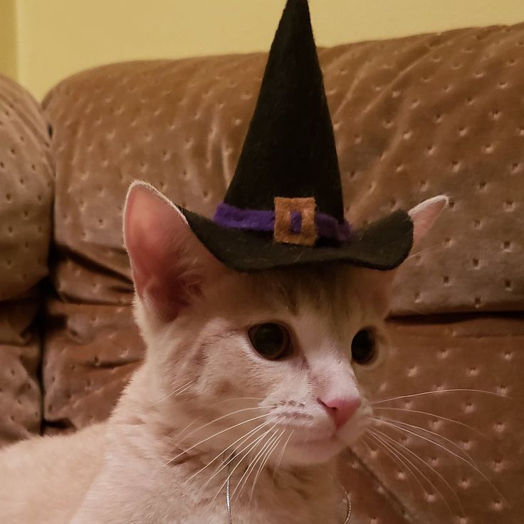 a white cat wearing a witches hat on top of it's head and looking at the camera