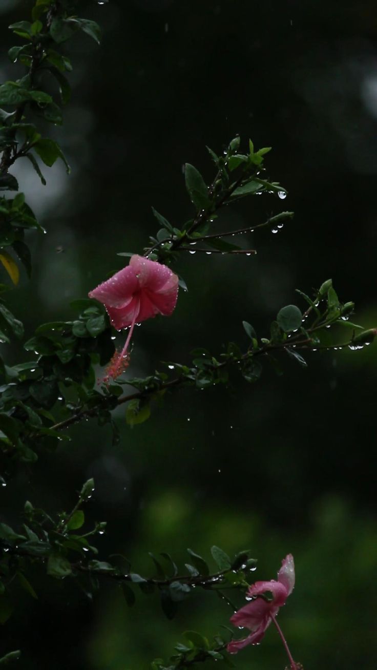 pink flowers in the rain with green leaves