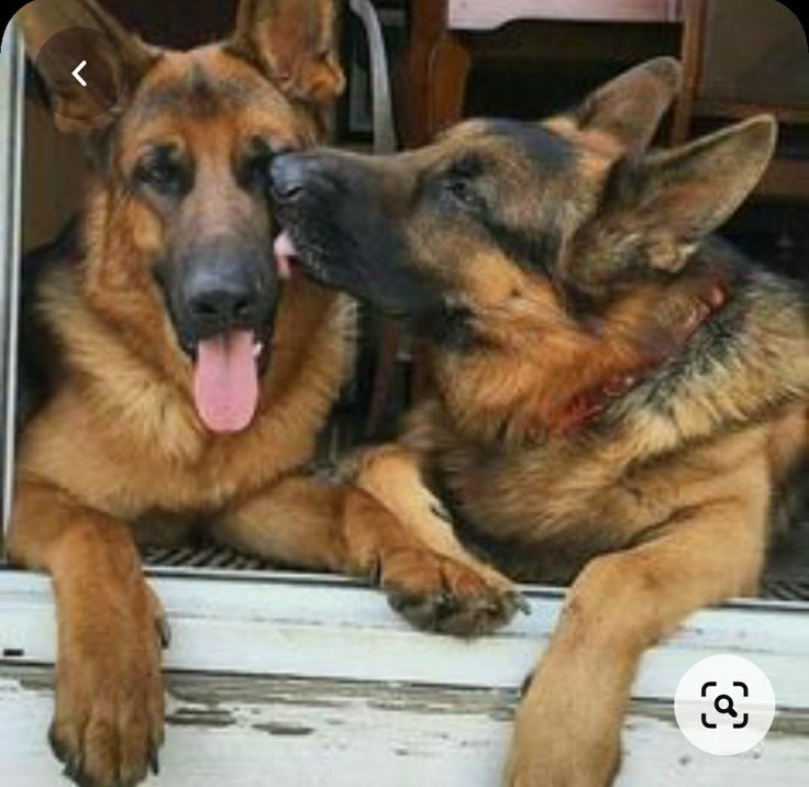 two german shepherd dogs are sitting in the window sill and one is sticking its tongue out