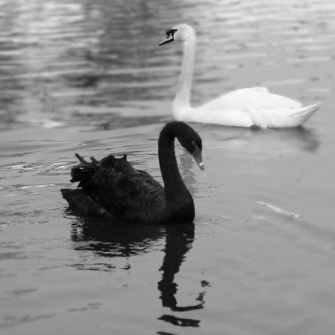 two swans swimming in the water near each other