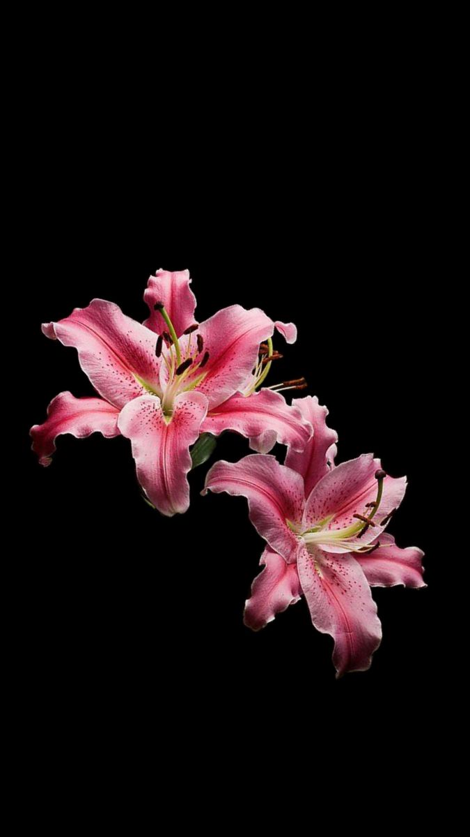 three pink lilies on a black background with space for your text or image in the center