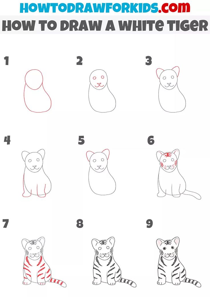 how to draw a white tiger step by step instructions for kids and beginners with pictures