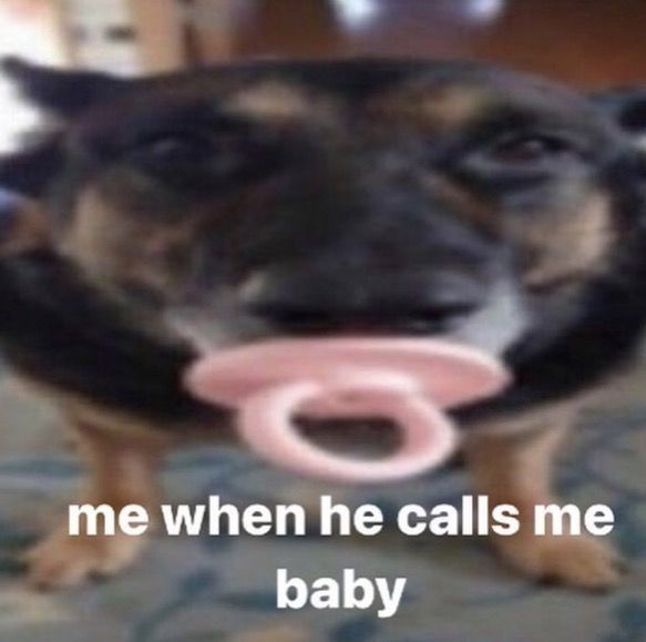 a dog holding a toy in its mouth with the caption me when he calls me baby