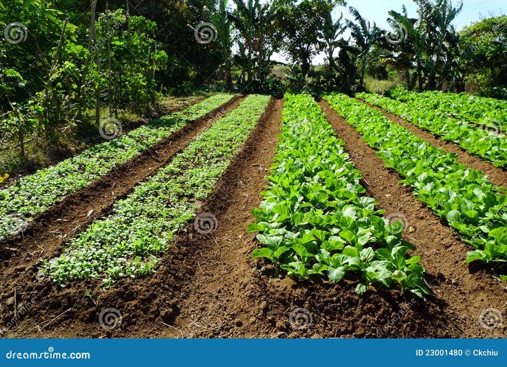 rows of lettuce growing in an open field