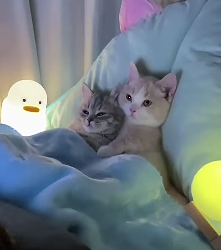 two cats are laying on a bed next to a duck lamp and a stuffed animal