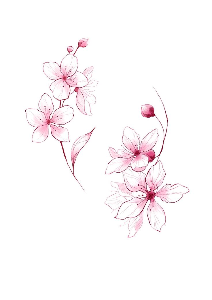 some pink flowers on a white background