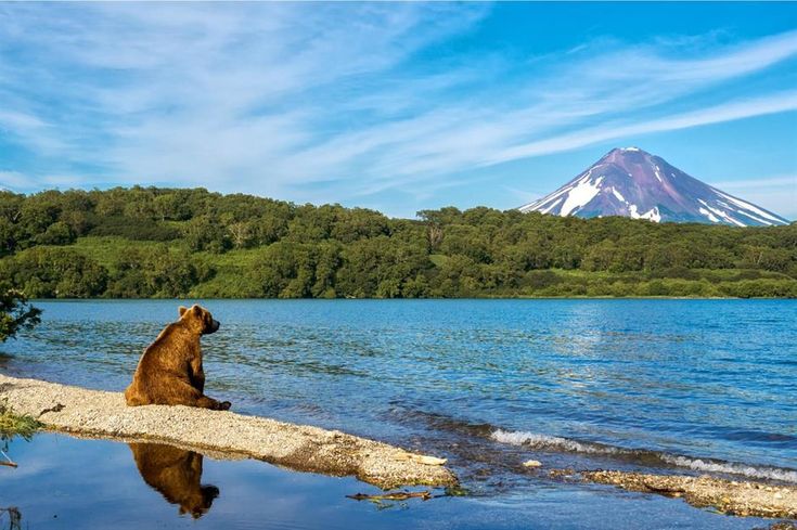 a brown bear sitting on top of a log next to a lake with a mountain in the background