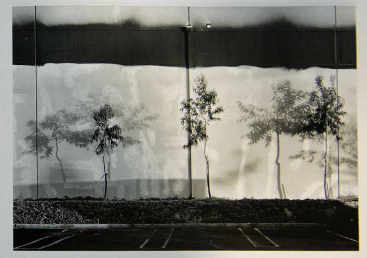 a black and white photo of trees in front of a wall with glass coverings