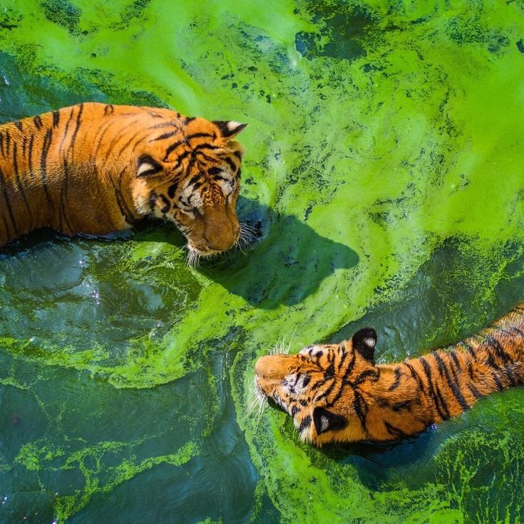 two tigers are swimming in the green algae covered water that is floating on top of each other