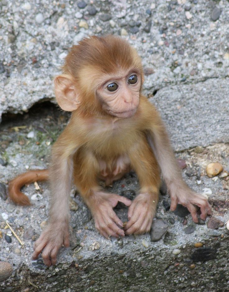 a small brown monkey sitting on top of a rock