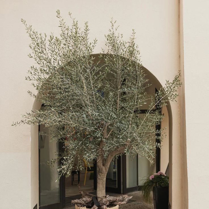 Mission Olive Tree Olive Trees In Pots Front Door, Olive Tree Aesthetic, Olive Tree Interior, Olive Tree Indoor, California Mediterranean, Olive Tree Care, Olive Trees Landscape, Olive Trees Garden, Spanish Landscape