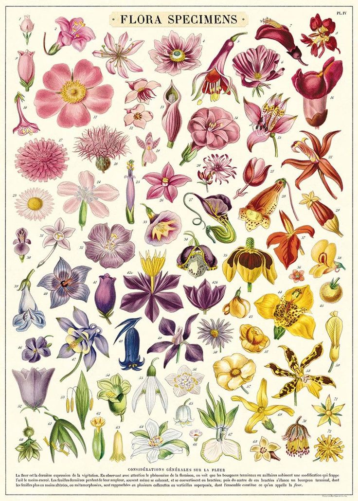 an illustration of flowers from the book flora specimens by john wylock, illustrated by william