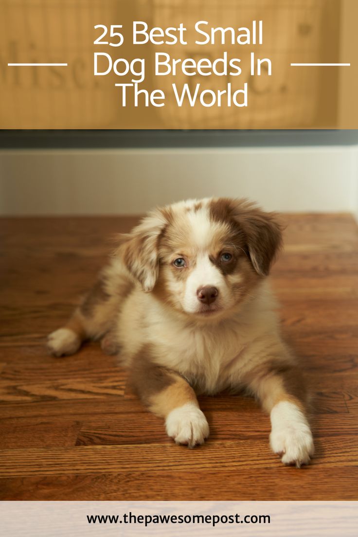 a brown and white dog laying on top of a wooden floor with the words 25 best small dog breeds in the world