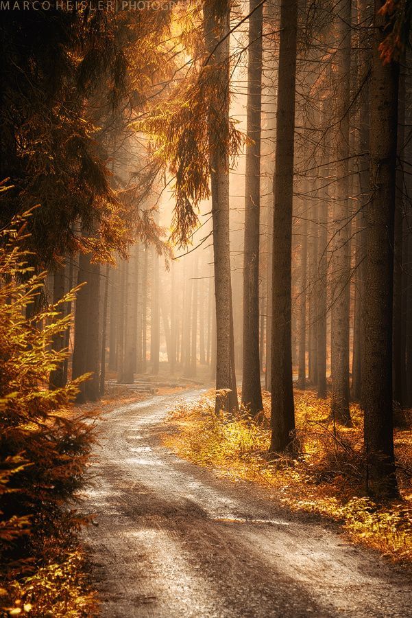 a dirt road in the middle of a forest