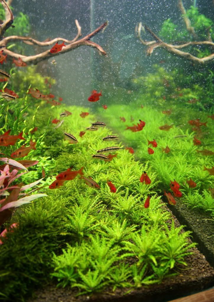 an aquarium filled with lots of green plants and small red fish swimming in the water