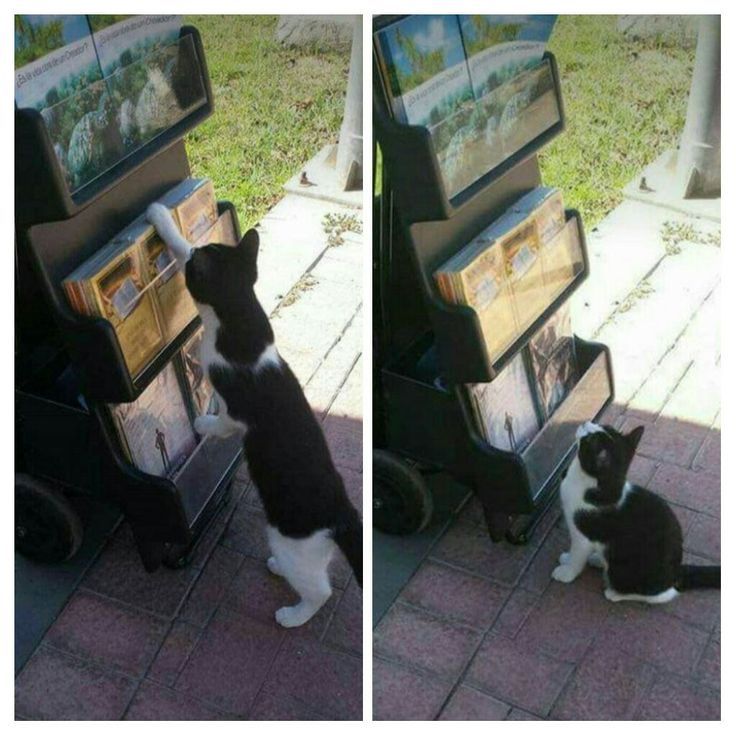 two pictures of a black and white cat playing with a video game system on the ground