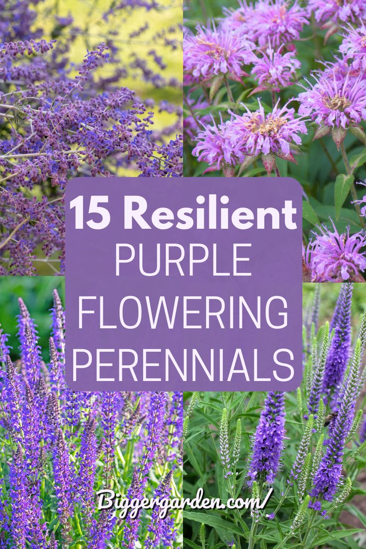 purple flowers with the words 15 resilint purple flowering perennials