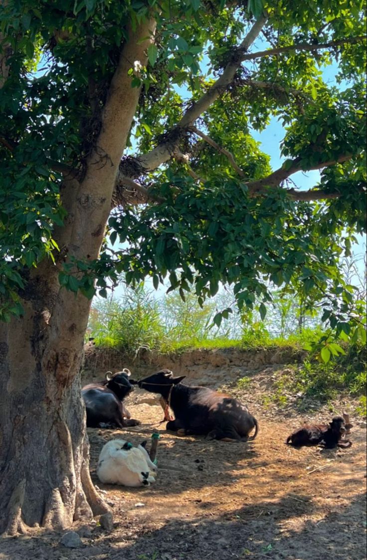 several cows laying under a tree in the shade