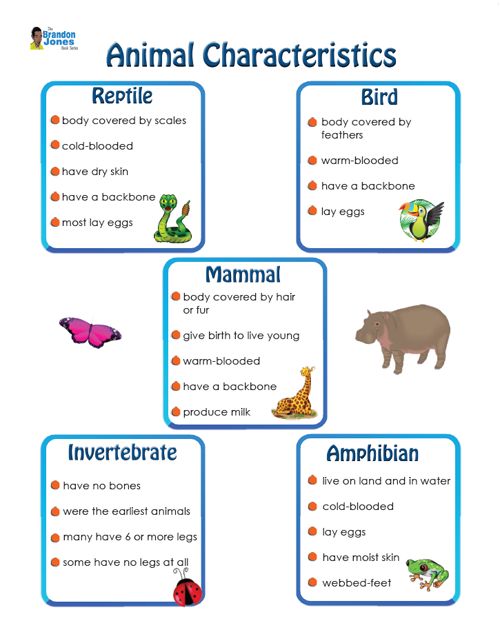 an animal chart with animals and their names