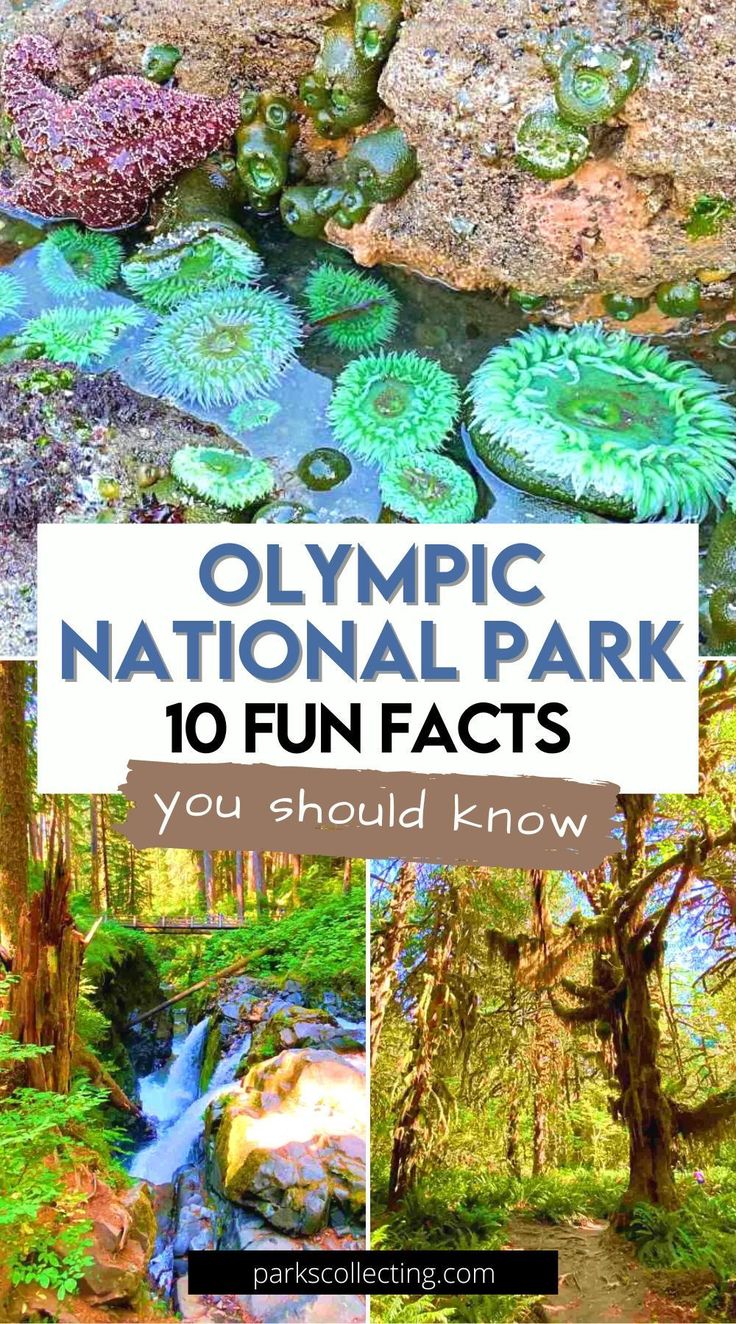 the olympic national park with text overlay that reads 10 fun fact you should know