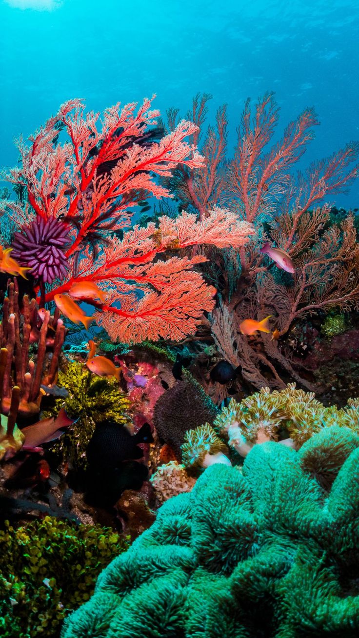 an underwater scene with corals and seaweed