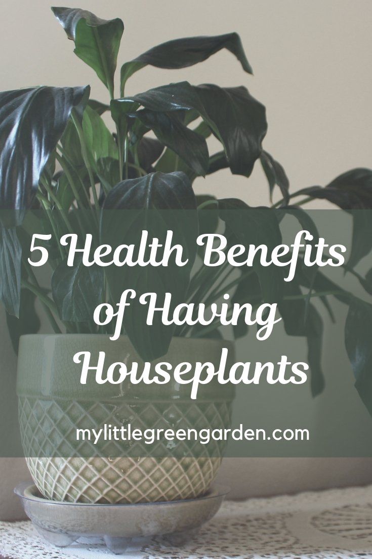 a potted plant with the words 5 health benefits of having houseplants