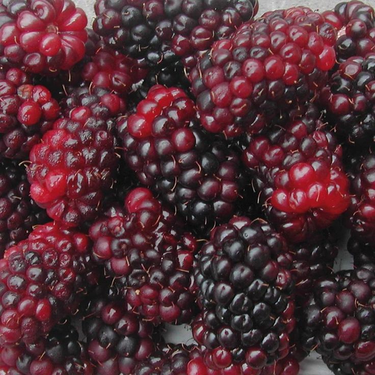 a pile of blackberries sitting on top of a white table next to each other