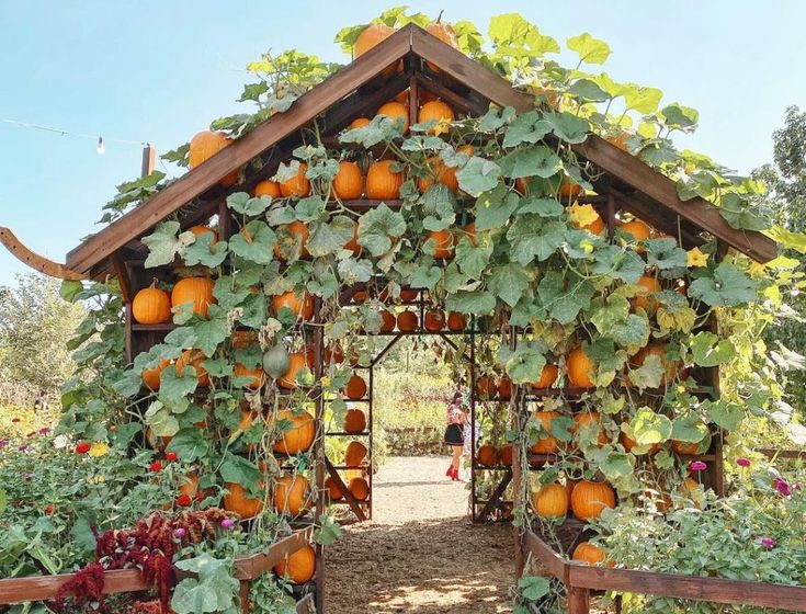 an outdoor garden with lots of oranges growing on it