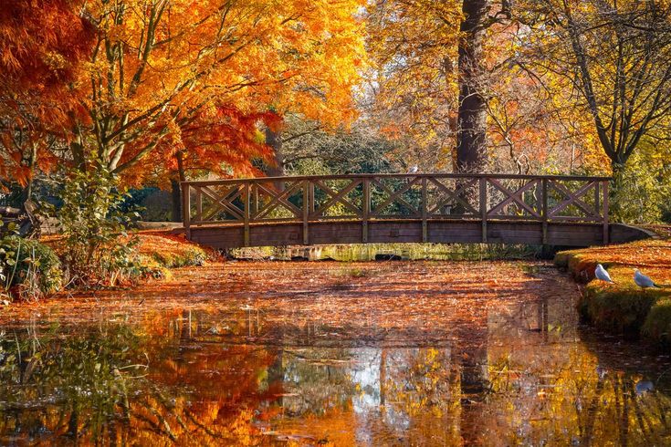 a bridge over a pond surrounded by trees with autumn leaves on the ground and in the foreground