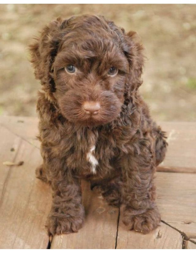 a brown puppy sitting on top of a wooden table