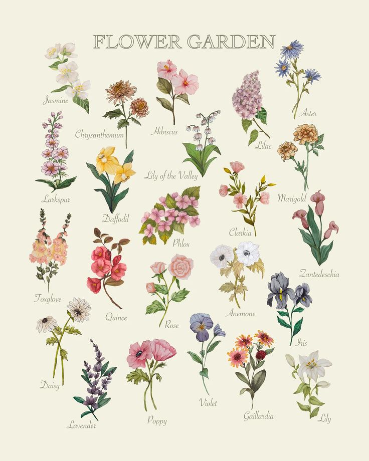 an illustration of flowers from the flower garden