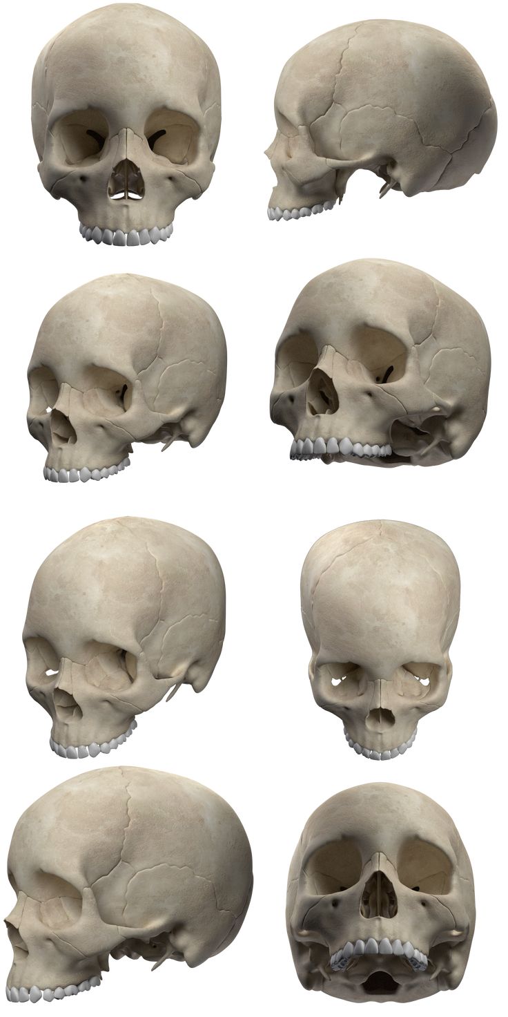 multiple views of the human skull with different angles and facial features, all in white background