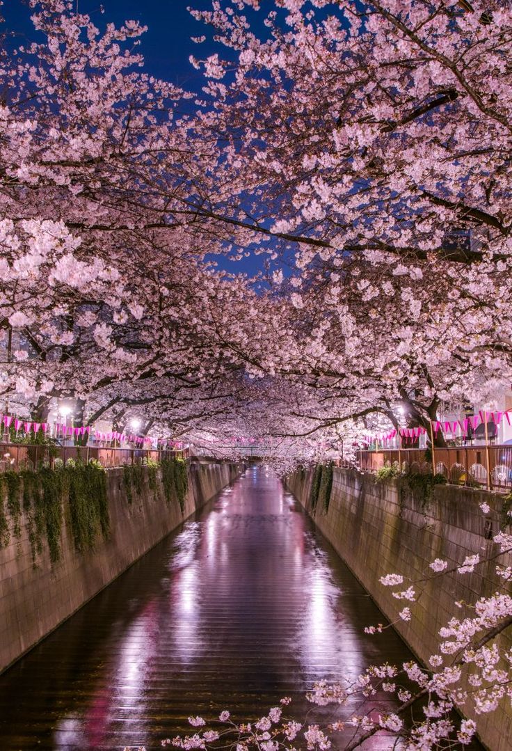 cherry blossom trees line the water in front of a city street at night with lights on them