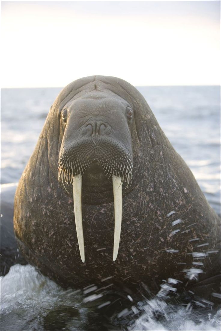 an elephant with long tusks standing in the water